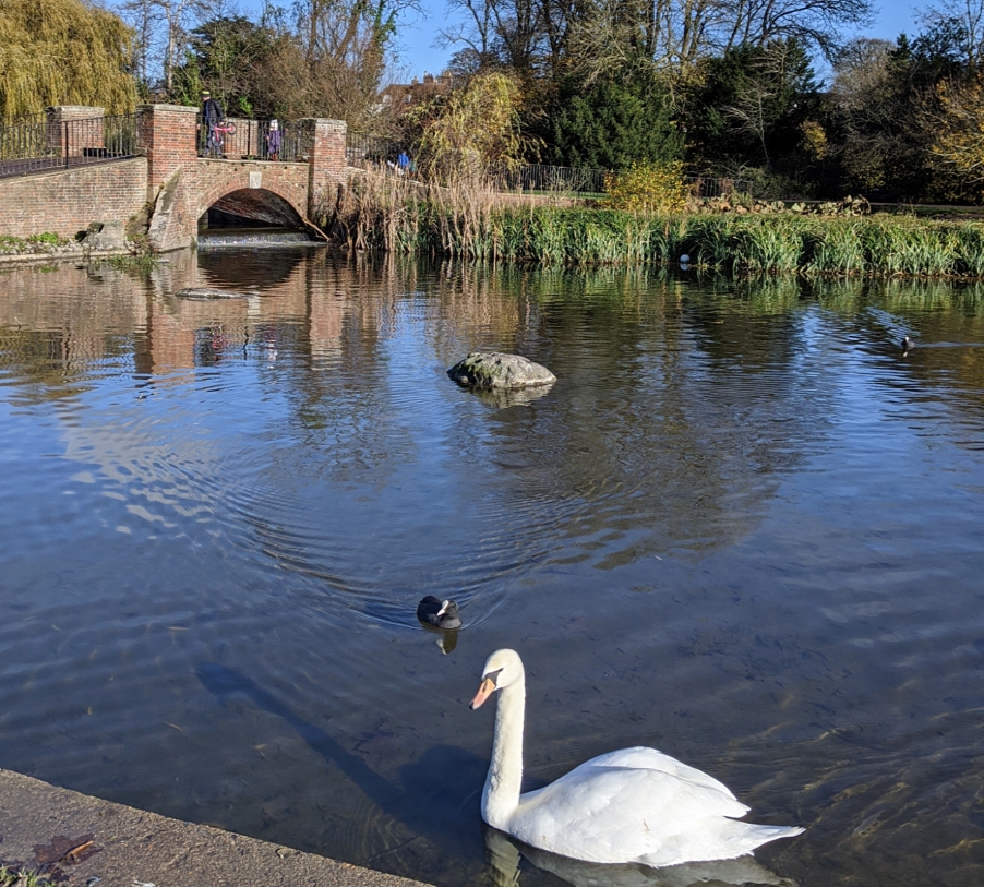 Natura mea iubită din Anglia: plimbarea zilnică prin Parcul Verulam
